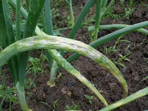 Захист